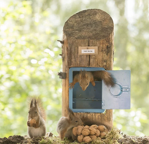 young Red Squirrels with a safe with walnuts