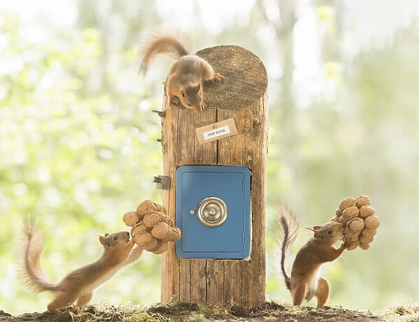 young Red Squirrels with a safe with walnuts