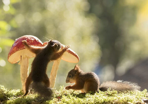young Red Squirrels with a toadstool