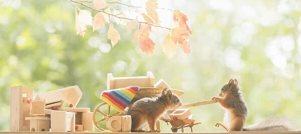 young Red Squirrels with wheelbarrow and funiture