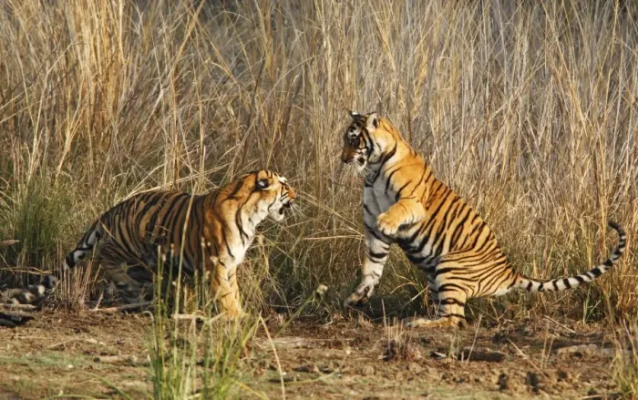 Framed Print : Young Royal Bengal Tigers play-fighting, Ranthambhor National Park, India Framed Print : Young Royal Bengal Tigers play-fighting, Ranthambhor National Park, India