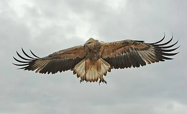 Young sea-eagle, K I, SA