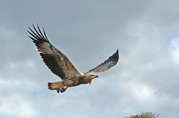 Young sea-eagle, K I, SA