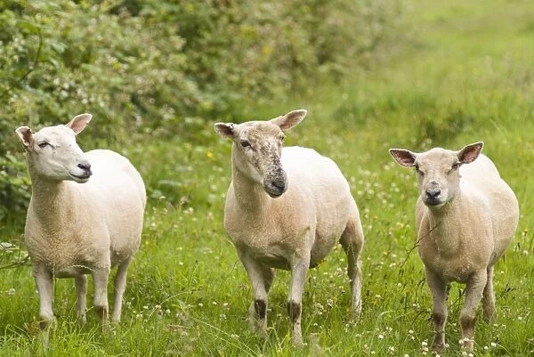 Three young Sheep - Recently shorn, breed uncertain