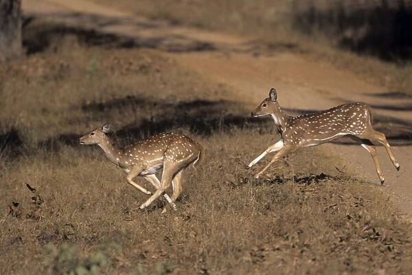 Young Spotted Deers  /  Chital - runing, Kanha National Park, India