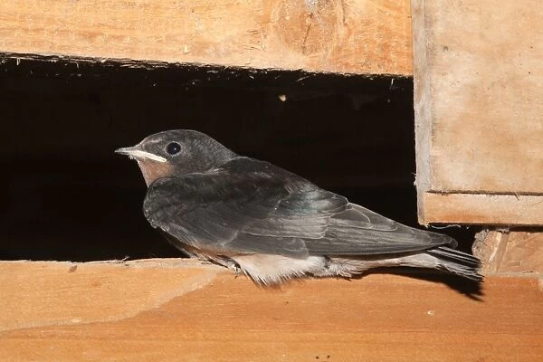 Young Swallow - in a barn - Cornwall - UK