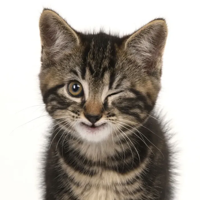 Framed Print : Young tabby kitten winking Framed Print : Young tabby kitten winking