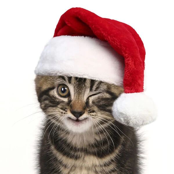 Young tabby kitten winking wearing a red Christmas Santa har