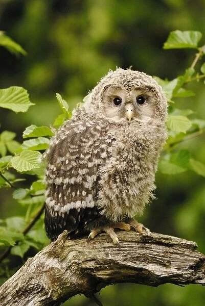 young Ural owl, Germany