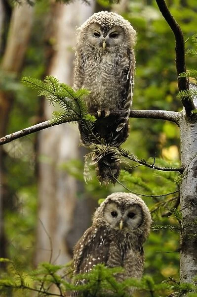 young Ural owls - two, Germany