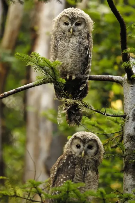 Framed Print : young Ural owls - two, Germany Framed Print : young Ural owls - two, Germany