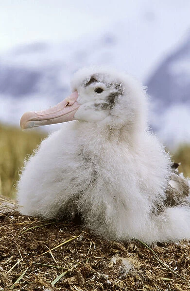 Young Wandering Albatross (Diomendea exulans)