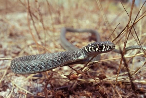Young Western Whip Snake