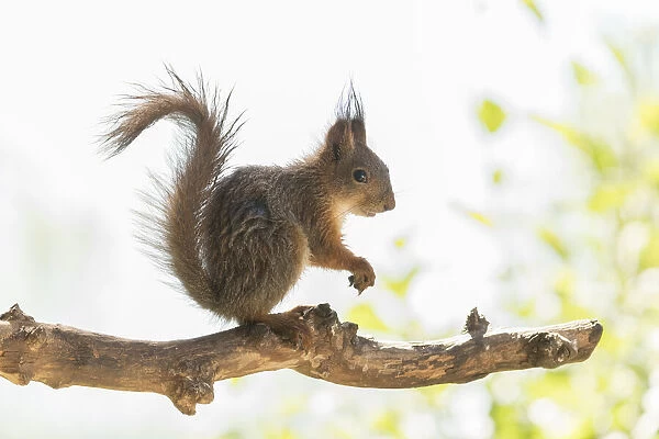 young wet Red Squirrel standing on branch
