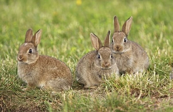 young wild rabbits, Austria
