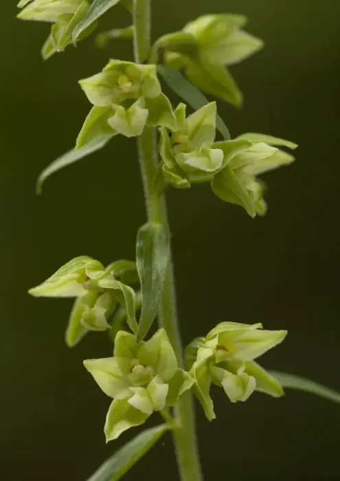 Framed Print : Young`s Helleborine Framed Print : Young`s Helleborine
