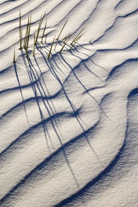 Framed Print : Yucca - buried with only the tips of the yucca's leafs appearing through white gypsum dune - White Sands National Monument - New Mexico - USA Framed Print : Yucca - buried with only the tips of the yucca's leafs appearing through white gypsum dune - White Sands National Monument - New Mexico - USA