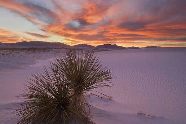 Yucca and dune - soaptree and white gypsum dune at sunset. A cloudy sky creates an amazing colourful display in the sky, which reflect on the white dunes lending them a pinkish hue - White Sands National Monument, New Mexico, USA