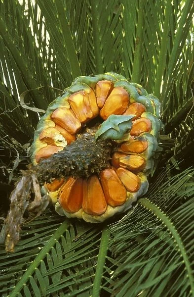 Zamia Palm - female fruit & fronds; found only in these grassy woodlands & in headwaters of the Clarence River in northeastern New South Wales, Australia