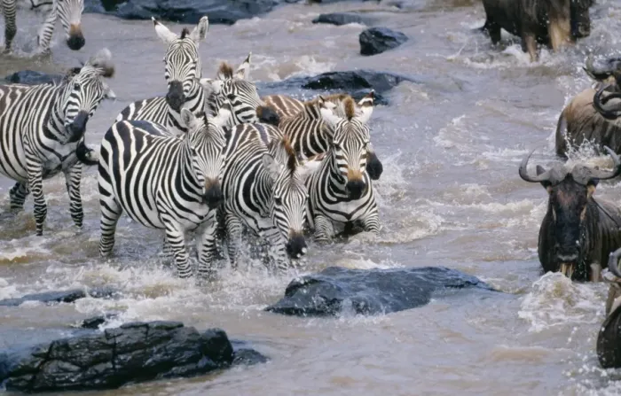 Framed Print : Zebra CK 3668 In Mara river, Masai Mara National Park, kenya Africa. Equus quagga © Chris Knights / ARDEA LONDON Framed Print : Zebra CK 3668 In Mara river, Masai Mara National Park, kenya Africa. Equus quagga © Chris Knights / ARDEA LONDON
