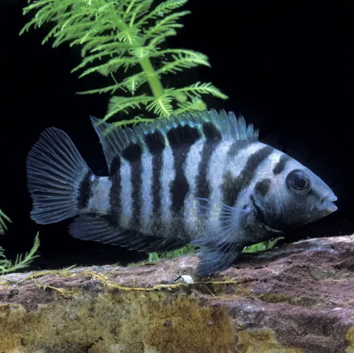 Framed Print : Zebra / Convict Cichlid Framed Print : Zebra / Convict Cichlid