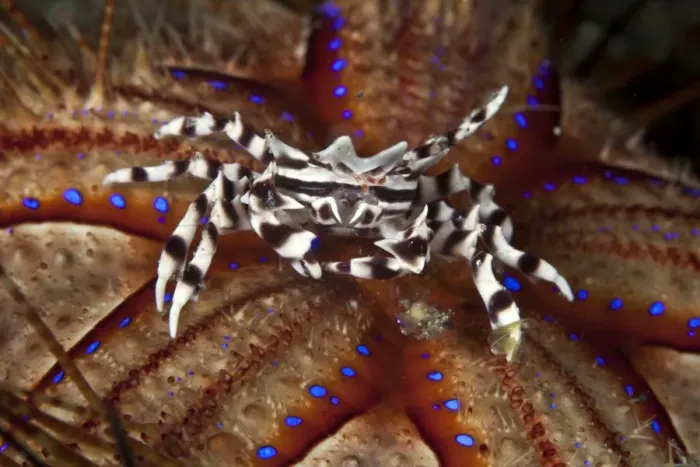 Framed Print : Zebra Crab - on a Sea Urchin - Indonesia
