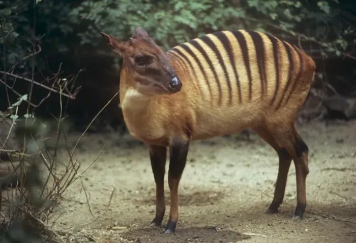 Framed Print : Zebra Duiker - male foraging Framed Print : Zebra Duiker - male foraging