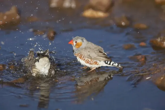 Framed Print : Zebra Finch - bathing at a pool in Donkey Creek near Canteen Creek Aboriginal Community, Northern Territory, Australia Framed Print : Zebra Finch - bathing at a pool in Donkey Creek near Canteen Creek Aboriginal Community, Northern Territory, Australia