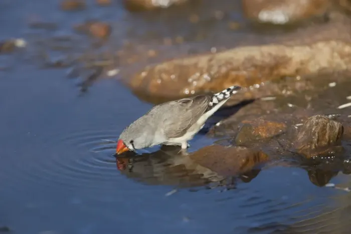 Framed Print : Zebra Finch - drinking from pool Framed Print : Zebra Finch - drinking from pool