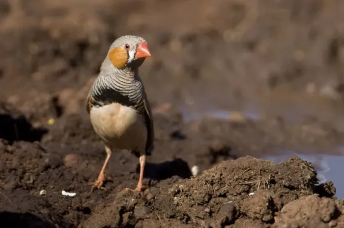 Framed Print : Zebra Finch - Male coming to drink at Joe's bore, Canning Stock Route, Western Australia