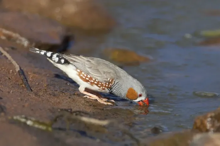 Framed Print : Zebra Finch male drinking At a pool near Canteen Creek Aboriginal Community, Northern Territory, Australia Framed Print : Zebra Finch male drinking At a pool near Canteen Creek Aboriginal Community, Northern Territory, Australia