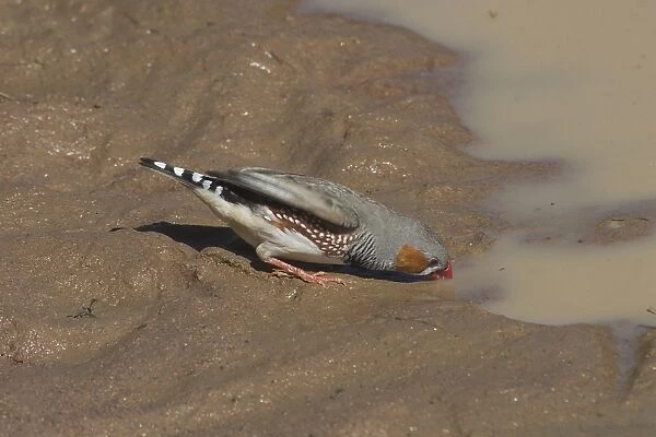 Zebra Finch, male drinking - Found right throughout Australia except for the extreme north and southern coastal areas. Largely a bird of drier inland areas avoiding heavily settled coastal regions
