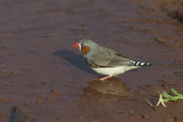 Framed Print : Zebra Finch - Male at pool. At Lajamanu an aboriginal community on the northern edge of the Tanami Desert. Northern Territory, Australia. The arid interior of Australia has reddish rocks and mud Framed Print : Zebra Finch - Male at pool. At Lajamanu an aboriginal community on the northern edge of the Tanami Desert. Northern Territory, Australia. The arid interior of Australia has reddish rocks and mud