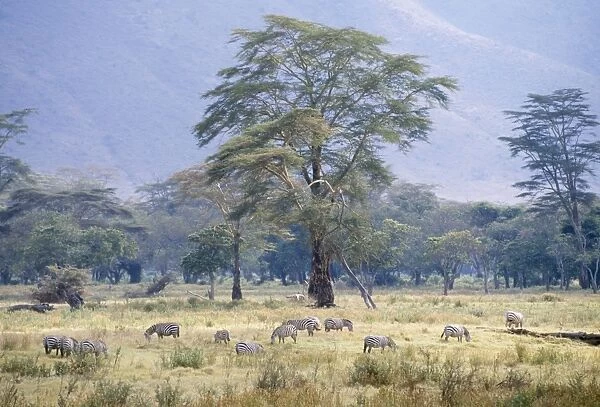 Zebra JD 15840 Ngorongoro Crater Tanzania Africa Equus burchelli © John Daniels  /  ARDEA LONDON