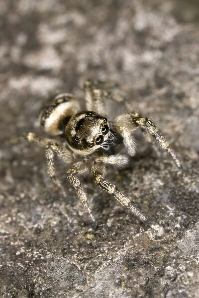 Zebra Jumping Spider - Hunting on a wall Note huge eyes UK garden