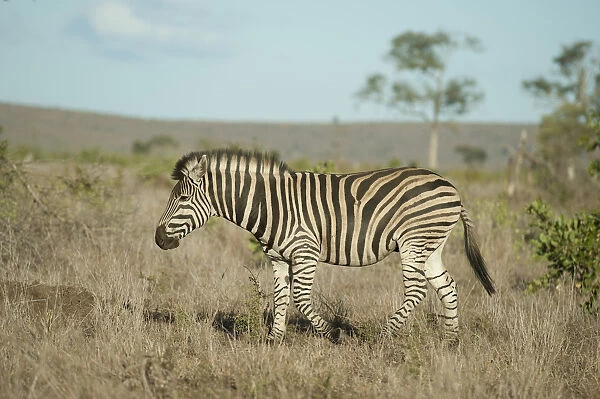 Zebra - Kruger National Park, Transvaal, South Africa