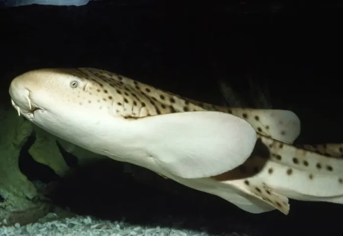 Framed Print : Zebra / Leopard Shark Red Sea Framed Print : Zebra / Leopard Shark Red Sea