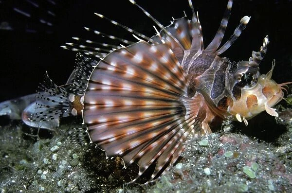 Zebra Scorpionfish - like all scorpion fish it carries venomous dorsal spines. Komodo Island, Indonesia