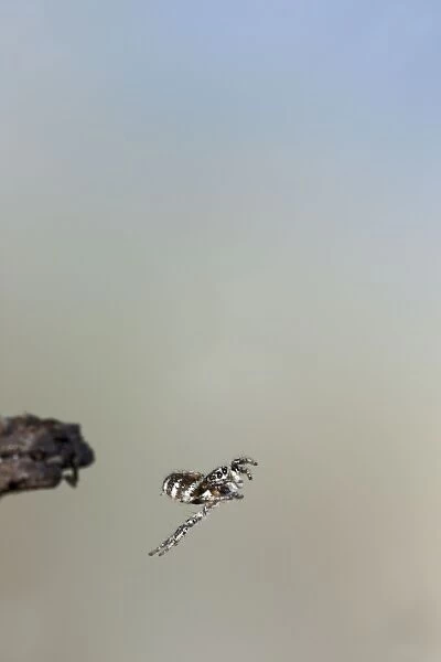Zebra Spider - jumping - Bedfordshire UK OO8O23