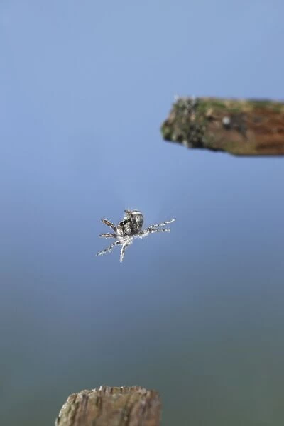 Zebra Spider - jumping - Bedfordshire UK OO8O27