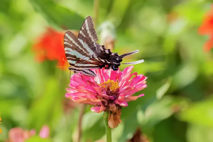 Framed Print : Zebra Swallowtail (Protographium marcellus) on Zinnia Union County, Illinois. Date: 23-08-2020 Framed Print : Zebra Swallowtail (Protographium marcellus) on Zinnia Union County, Illinois. Date: 23-08-2020