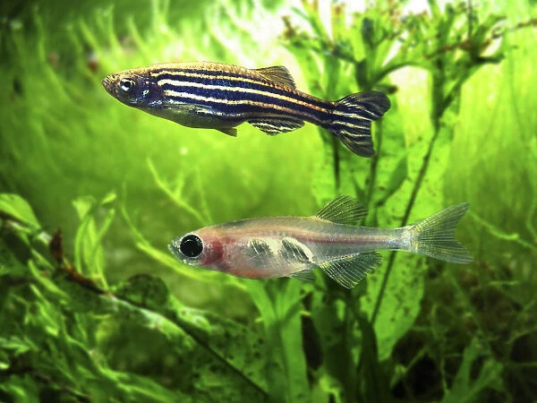Zebrafish, Danio rerio. Stripe form (above) Casper