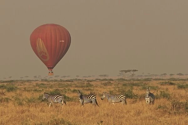 Zebras - with Balloon safari overhead - Maasai Mara - Kenya