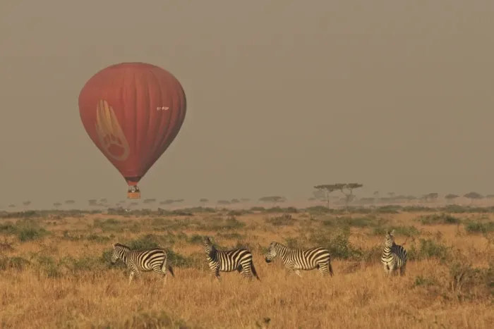 Framed Print : Zebras - with Balloon safari overhead - Maasai Mara - Kenya Framed Print : Zebras - with Balloon safari overhead - Maasai Mara - Kenya