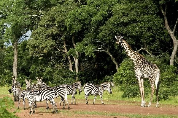 Zebras and Giraffes (Giraffa camelopardalis) invading Katavi airport - Tanzania - Africa