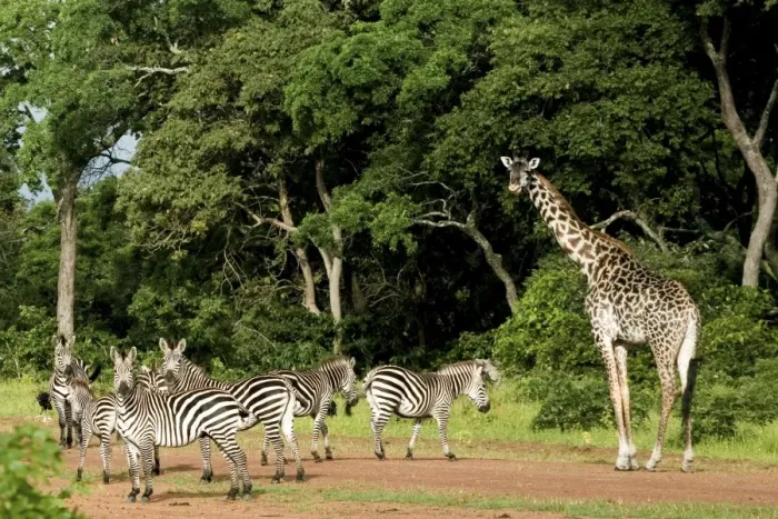 Framed Print : Zebras and Giraffes (Giraffa camelopardalis) invading Katavi airport - Tanzania - Africa Framed Print : Zebras and Giraffes (Giraffa camelopardalis) invading Katavi airport - Tanzania - Africa