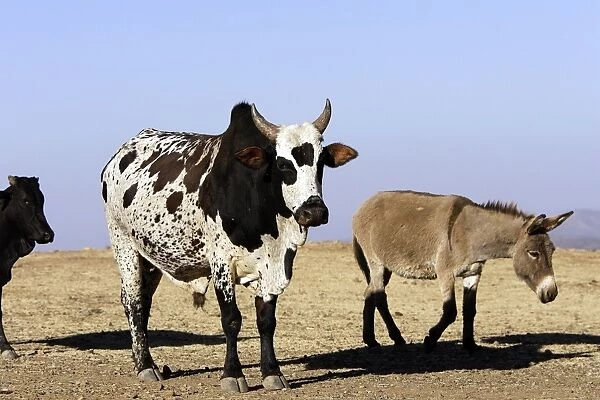 Zebu Cattle and Donkey. Axoum - Ethiopia