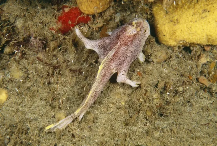 Framed Print : Ziebell's Handfish AU 132 / BS A well known yet still undiscribed species found only in Tasmania. It hunts like an Anglerfish using a lure attached to it's head. Brachionichthys sp. © Becca Framed Print : Ziebell's Handfish AU 132 / BS A well known yet still undiscribed species found only in Tasmania. It hunts like an Anglerfish using a lure attached to it's head. Brachionichthys sp. © Becca