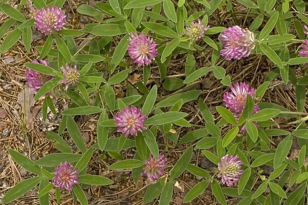 Zig-zag clover (Trifolium medium), Dorset