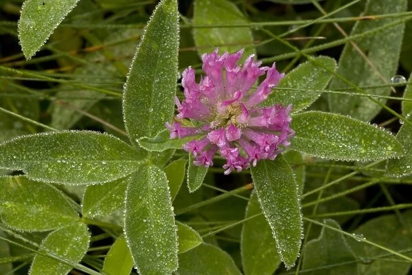 Zig-zag clover (Trifolium medium), after rain, Dorset
